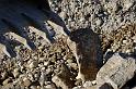Hesingue 2008-02-08  - 092