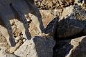Hesingue 2008-02-08  - 097