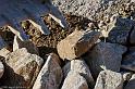 Hesingue 2008-02-08  - 101