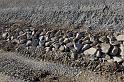 Hesingue 2008-02-08  - 112